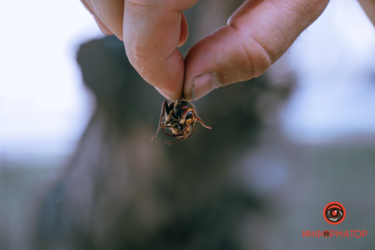Также шершни поселились в трубе