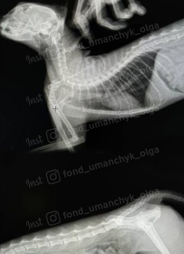 У кошки серьезные травмы У кошки серьезные травмы