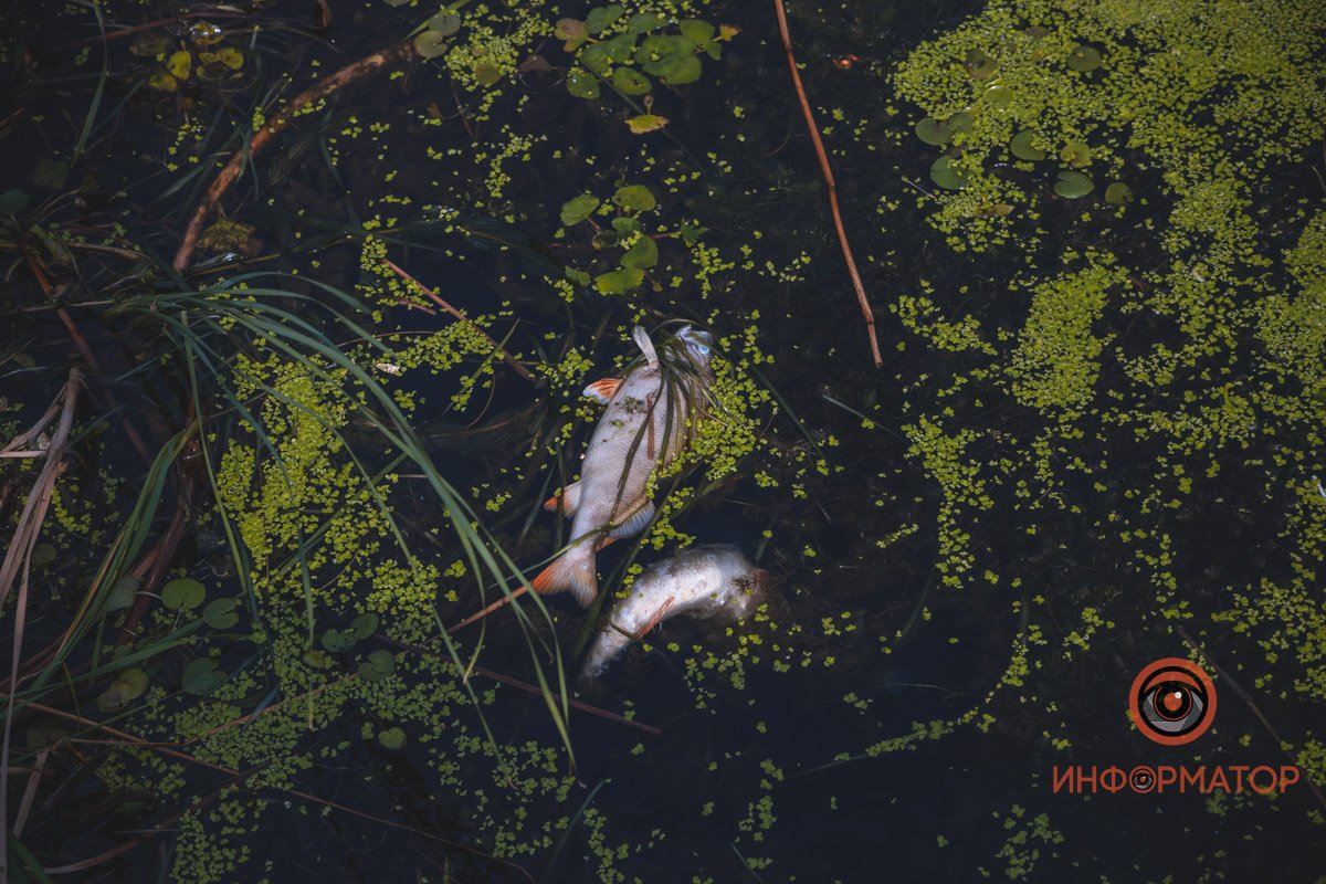 В Днепре продолжает гибнуть рыба В Днепре продолжает гибнуть рыба