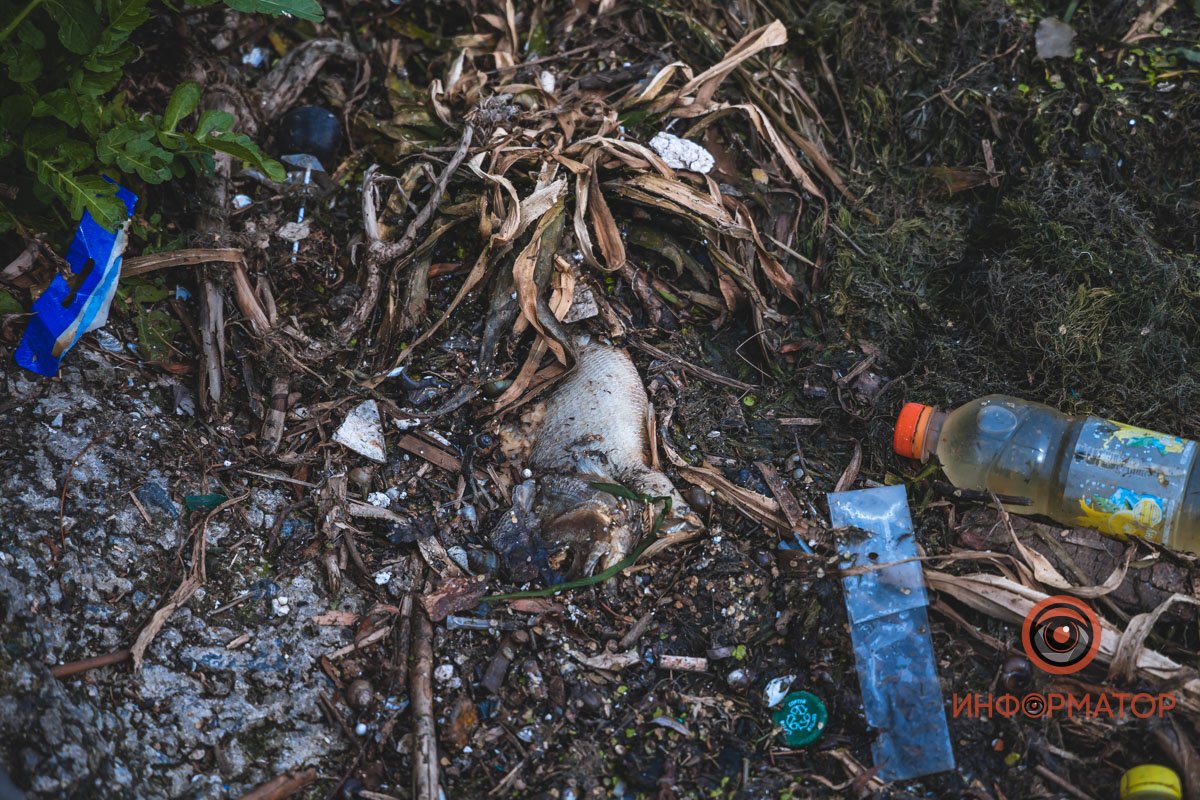 И лежат на берегу И лежат на берегу