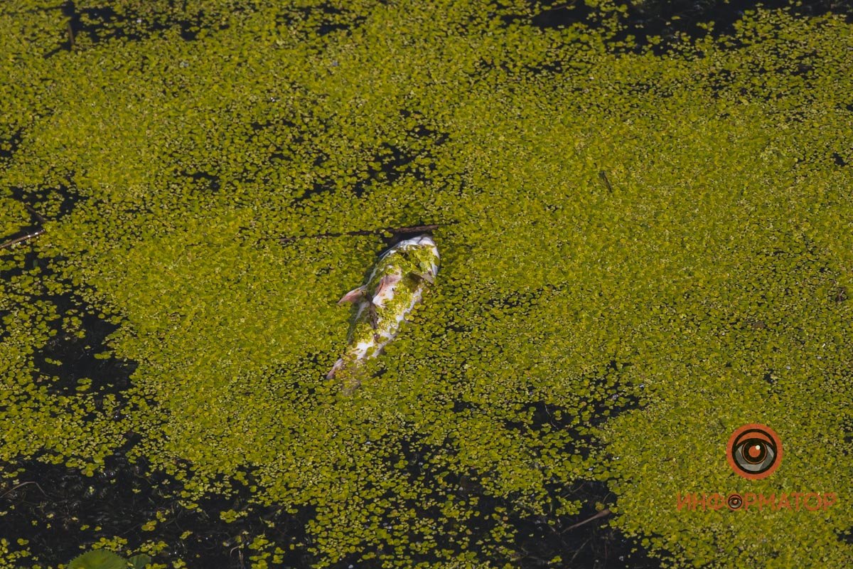 Начался мор в начале августа Начался мор в начале августа