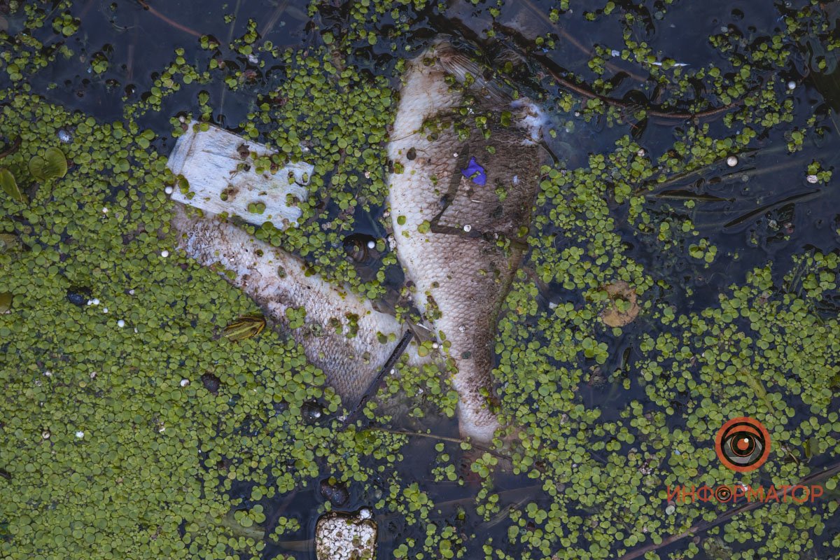 Возможно рыба гибнет из-за жары Возможно рыба гибнет из-за жары