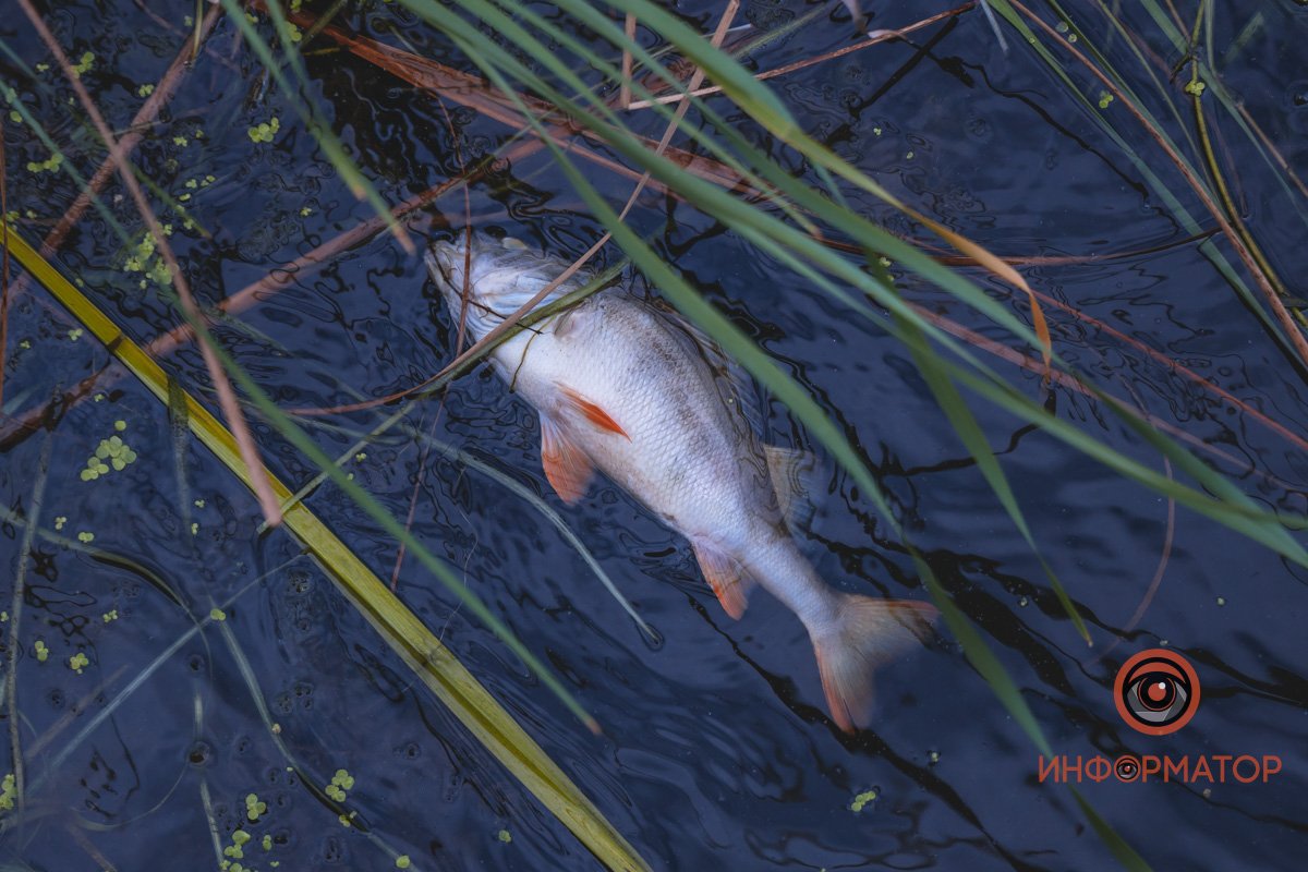 Преимущественно хищная Преимущественно хищная