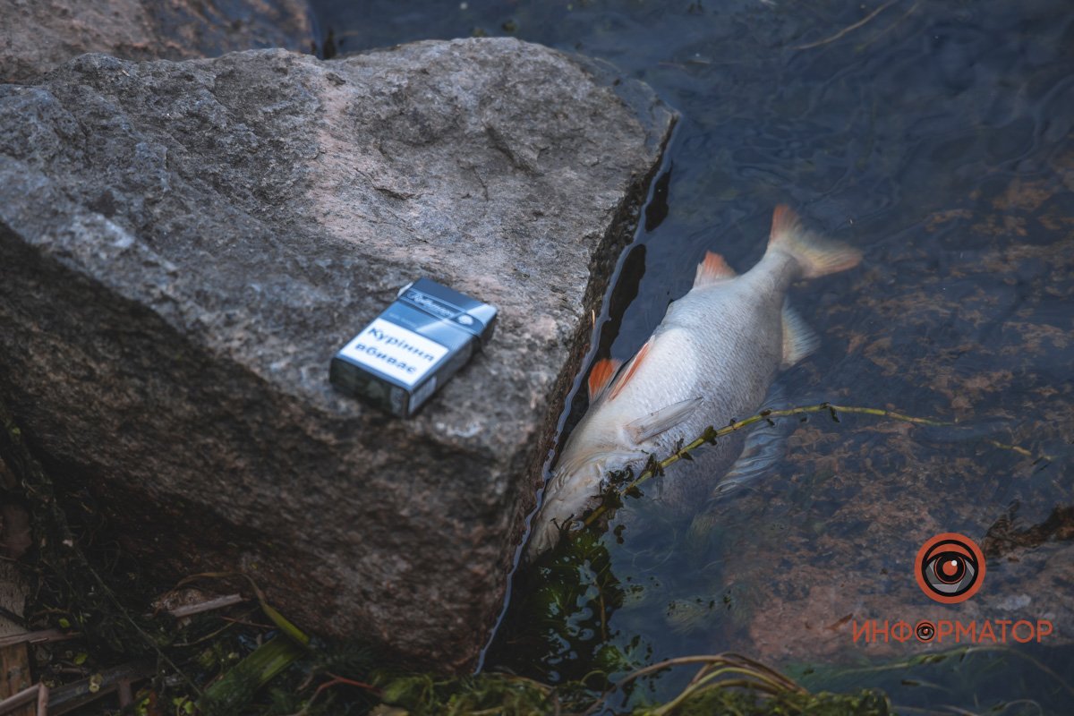 Рыба крупных размеров Рыба крупных размеров