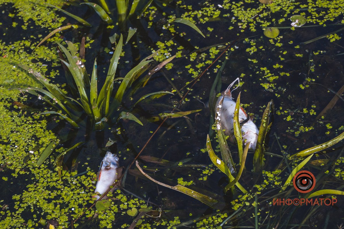 Даже дождь не помог Даже дождь не помог