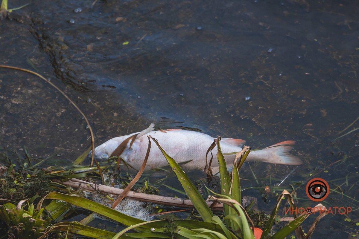 Трупы повсюду Трупы повсюду