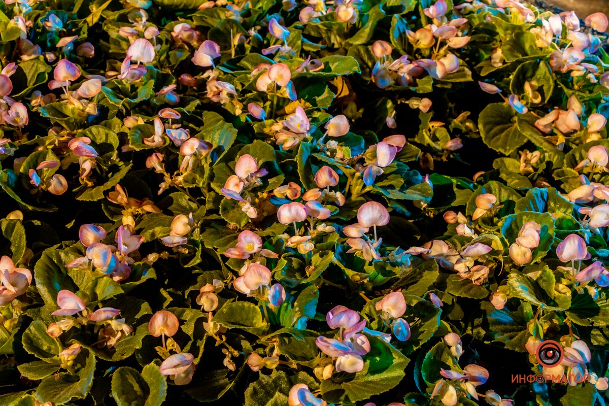 Цветы жизни Цветы жизни