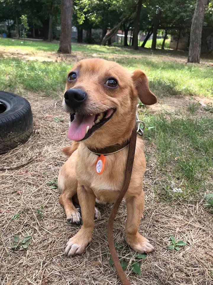 Животные ищут дом: где в Днепре найти себе кота или собаку 1