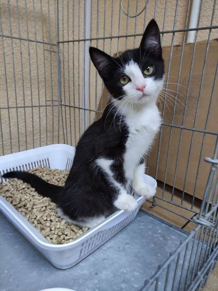 Животные ищут дом: где в Днепре найти себе кота или собаку 2