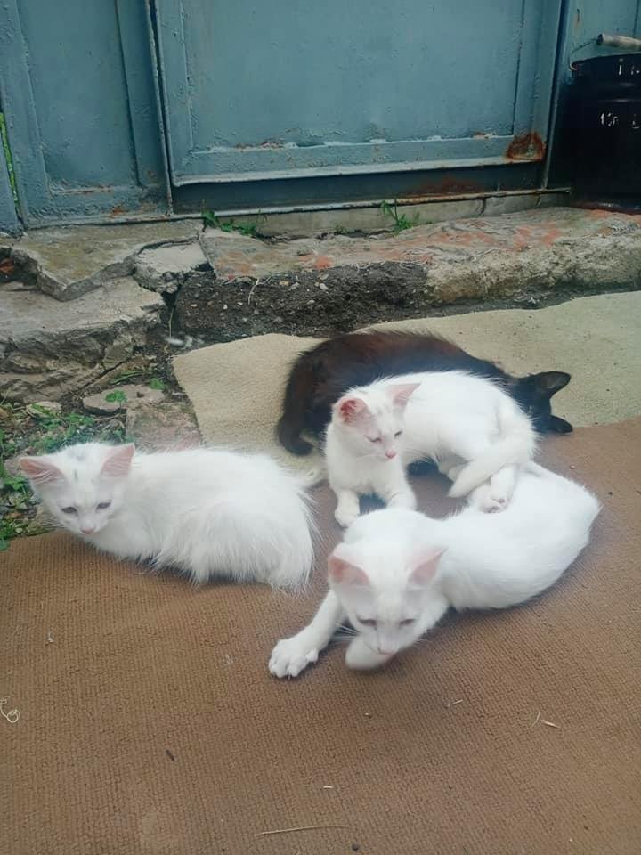 Животные ищут дом: где в Днепре найти себе кота или собаку 3