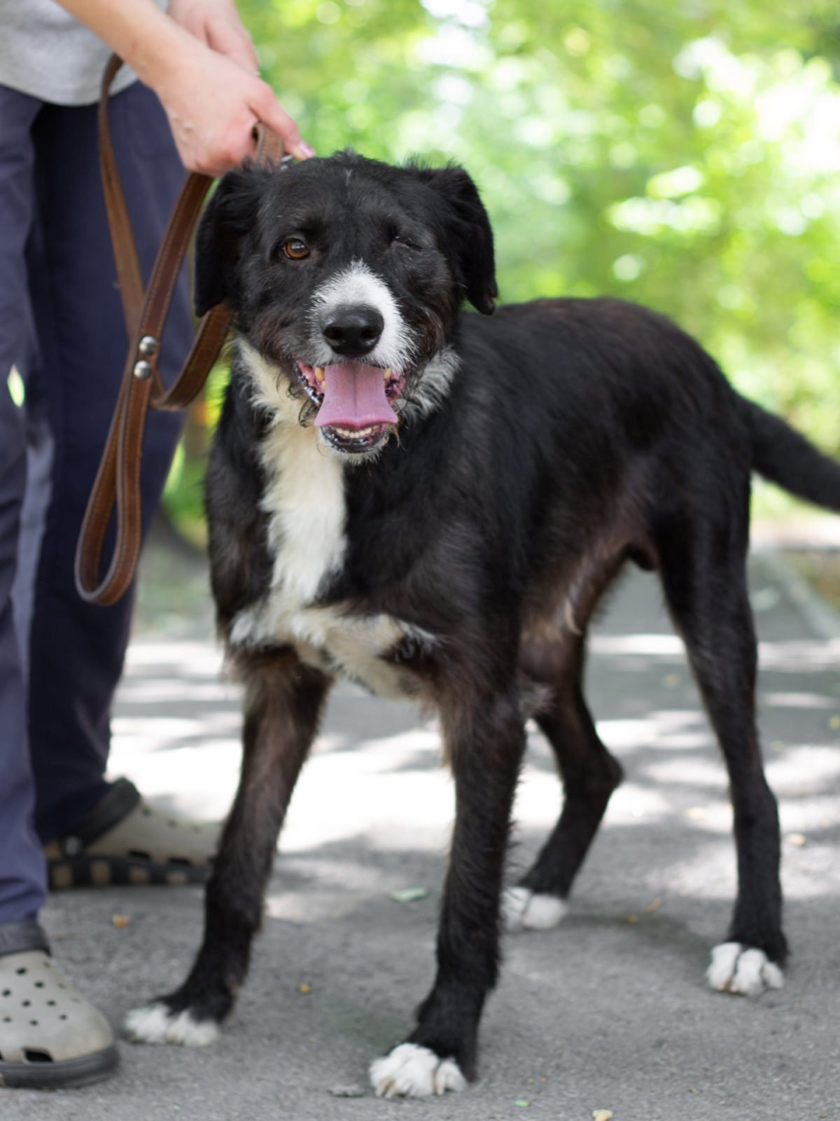 Животные ищут дом: где в Днепре найти себе кота или собаку 4