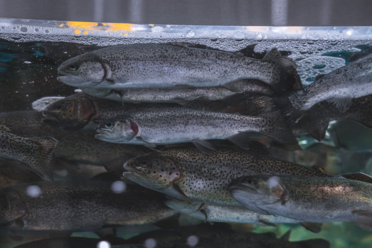 И, если рыбалка пошла не по плану, заказать свежую форель И, если рыбалка пошла не по плану, заказать свежую форель