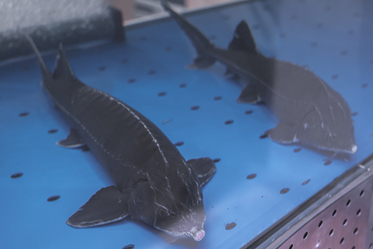 Или огромного осетра Или огромного осетра