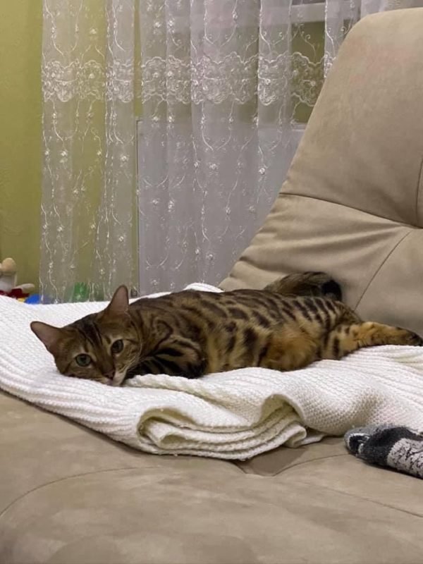 В Днепре пропало много животных: помогите найти 3