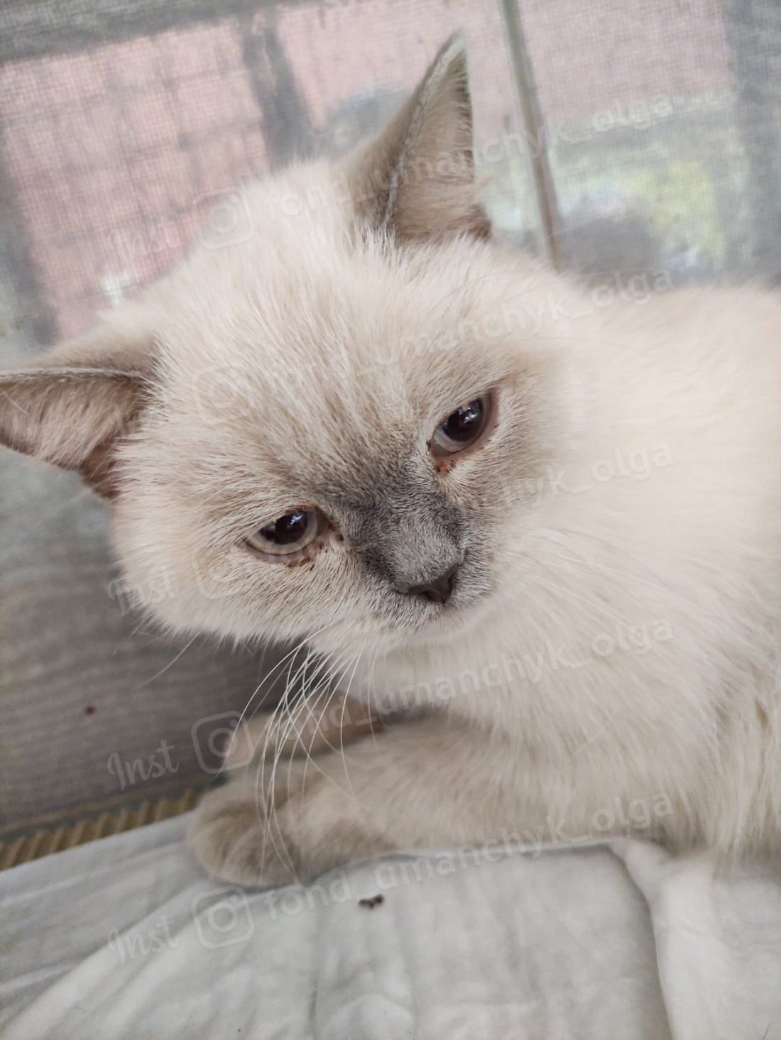 Пушинка получила серьезные травмы Пушинка получила серьезные травмы