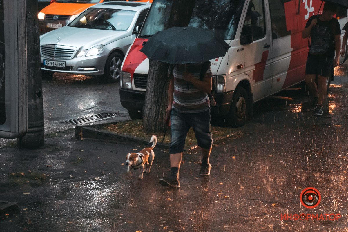 Песик не в восторге