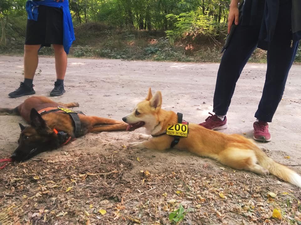 Корги Элтон Корги Элтон