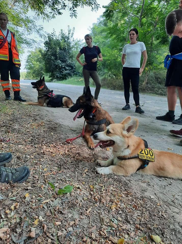 Собаки - в 3-4 раза больше Собаки - в 3-4 раза больше