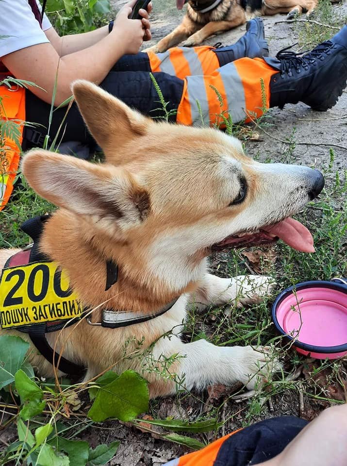 Верные помощники Верные помощники