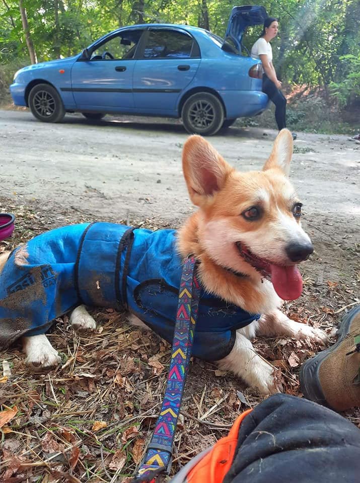 Если Вы знаете, где он может быть, позвоните по указанным выше номерам Если Вы знаете, где он может быть, позвоните по указанным выше номерам