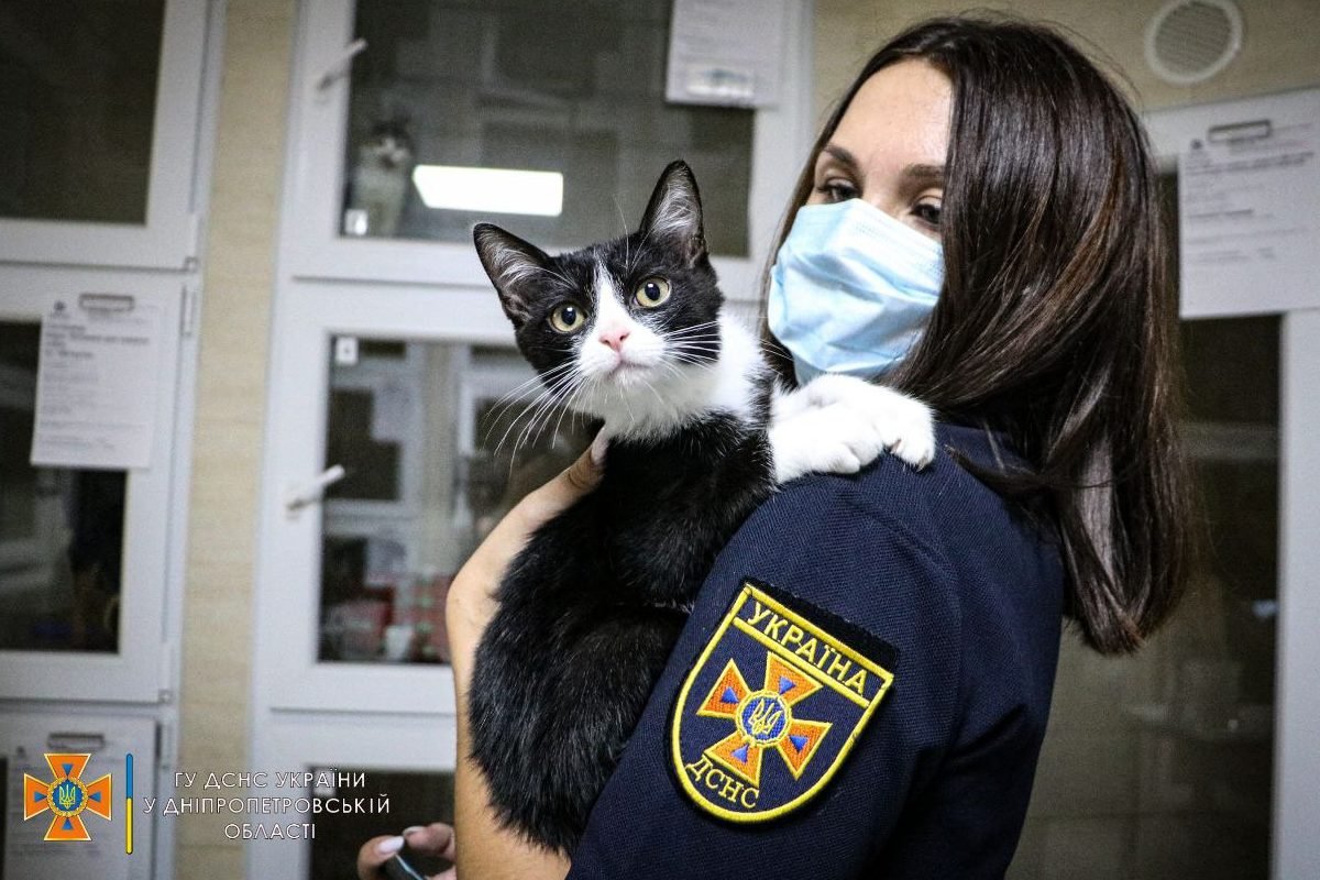 Котята с радостью обнимают своих гостей-спасателей