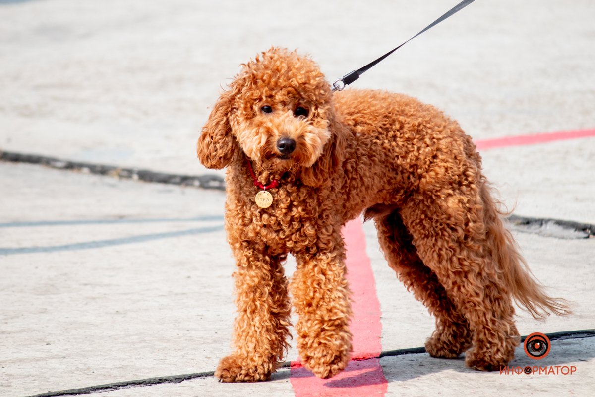 В Днепропетровской области авиашоу «Вільне небо»-2021 собрало 30 тысяч зрителей 83