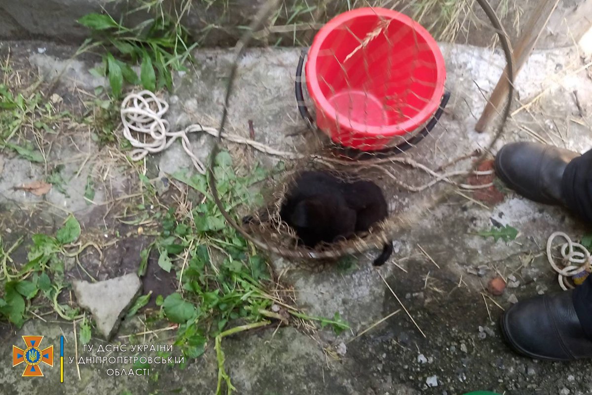 Щенки не пострадали