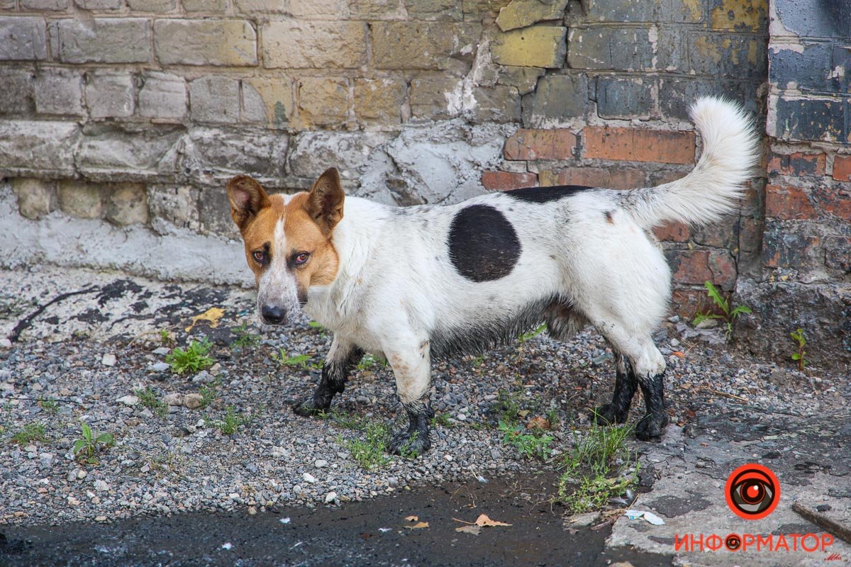 Песик тоже страдает 