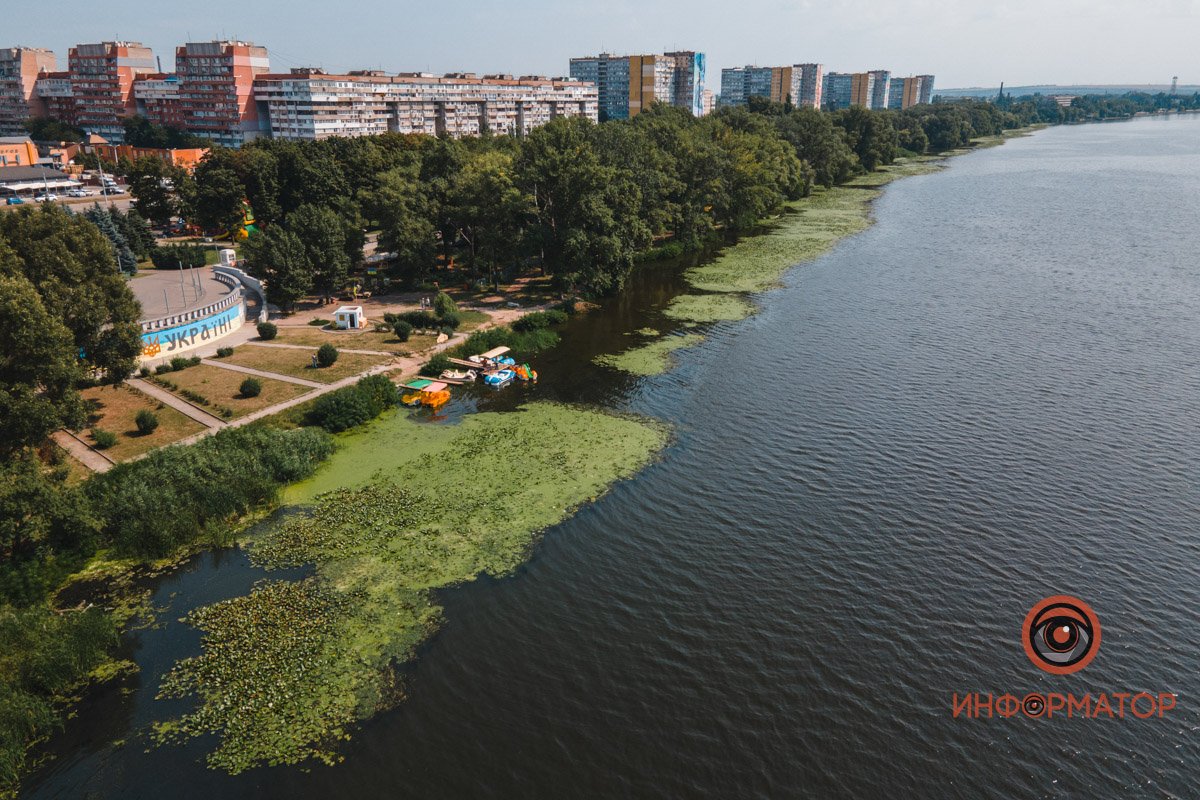 Не кувшинки, а кубышки: в Днепре зацвели редкие водяные растения 1