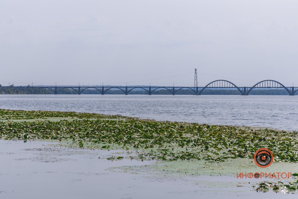 Не кувшинки, а кубышки: в Днепре зацвели редкие водяные растения 2