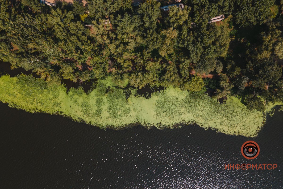 Не кувшинки, а кубышки: в Днепре зацвели редкие водяные растения 3