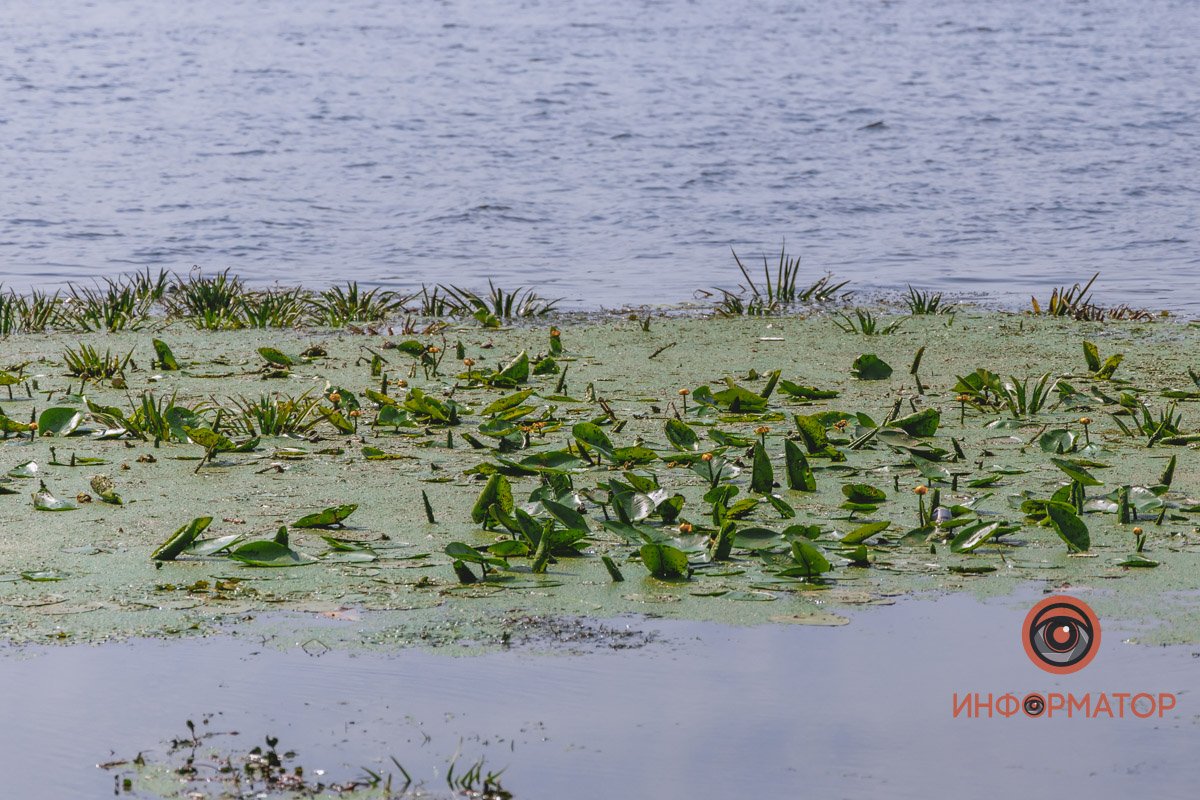 Не кувшинки, а кубышки: в Днепре зацвели редкие водяные растения 4