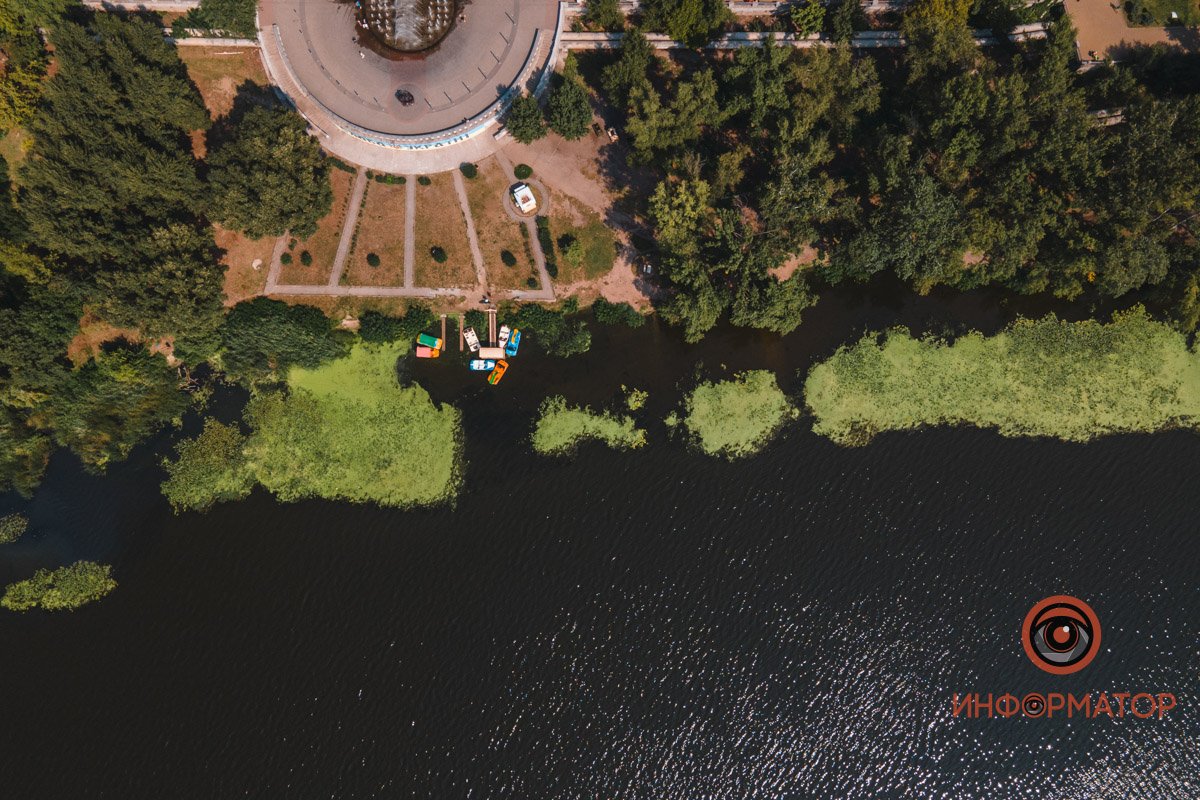 Не кувшинки, а кубышки: в Днепре зацвели редкие водяные растения 5