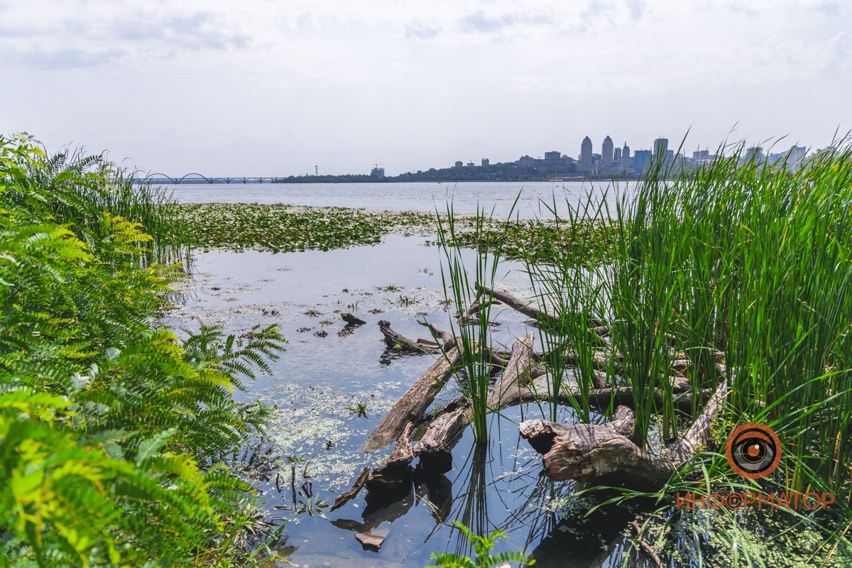Не кувшинки, а кубышки: в Днепре зацвели редкие водяные растения 6