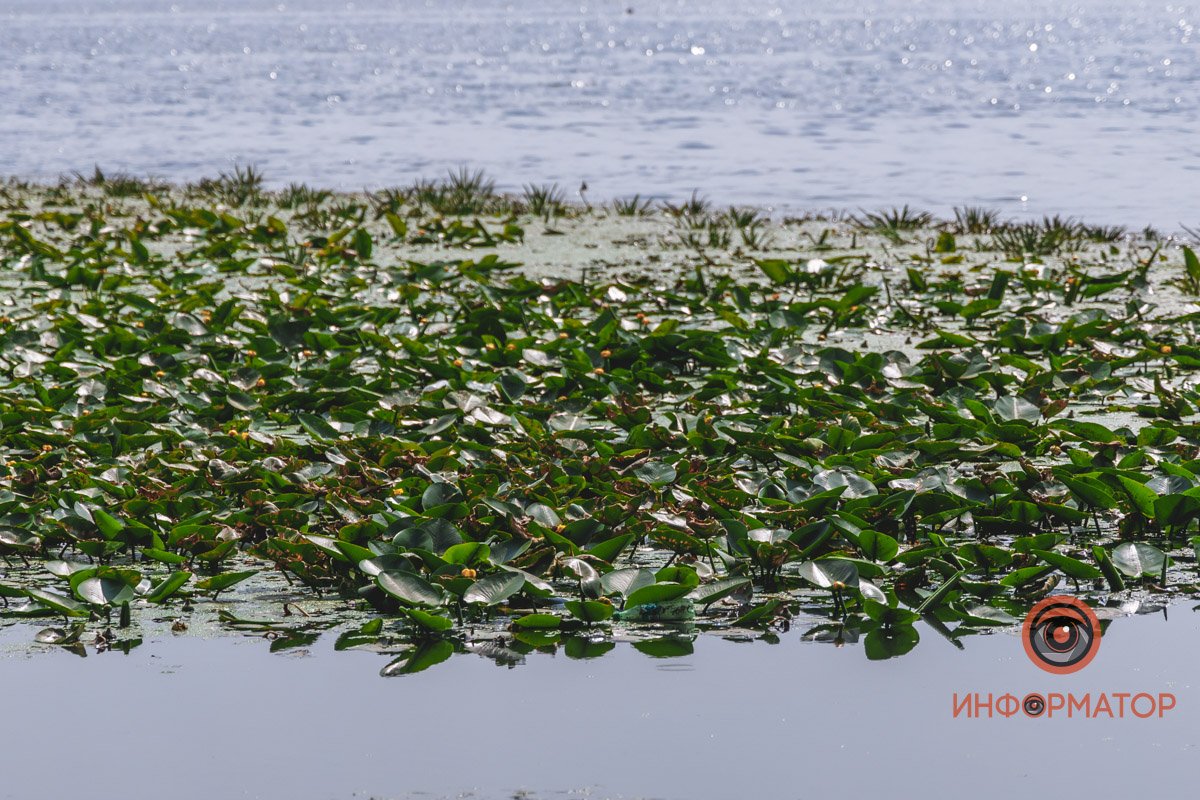 Не кувшинки, а кубышки: в Днепре зацвели редкие водяные растения 7