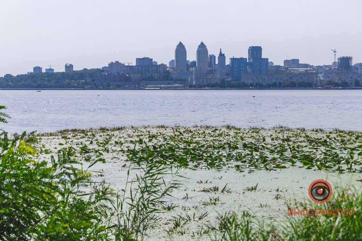 Не кувшинки, а кубышки: в Днепре зацвели редкие водяные растения 9