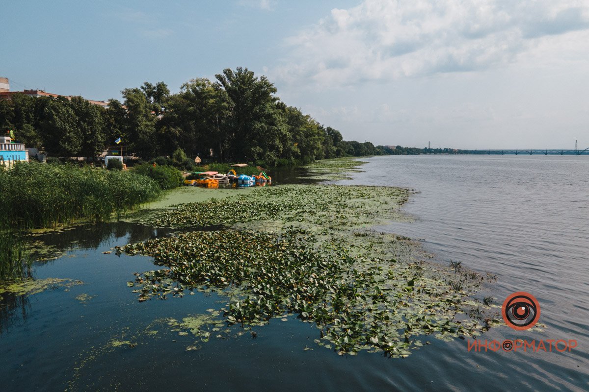 Не кувшинки, а кубышки: в Днепре зацвели редкие водяные растения 10