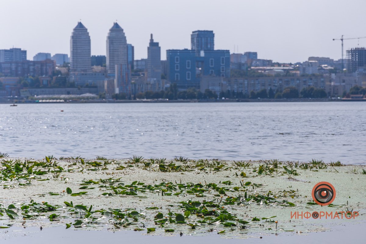 Не кувшинки, а кубышки: в Днепре зацвели редкие водяные растения 11