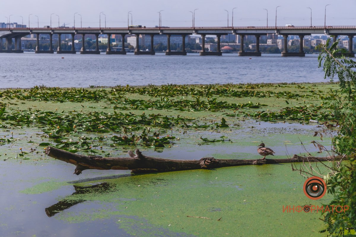 Не кувшинки, а кубышки: в Днепре зацвели редкие водяные растения 12