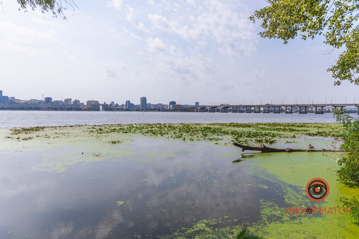 Не кувшинки, а кубышки: в Днепре зацвели редкие водяные растения 13