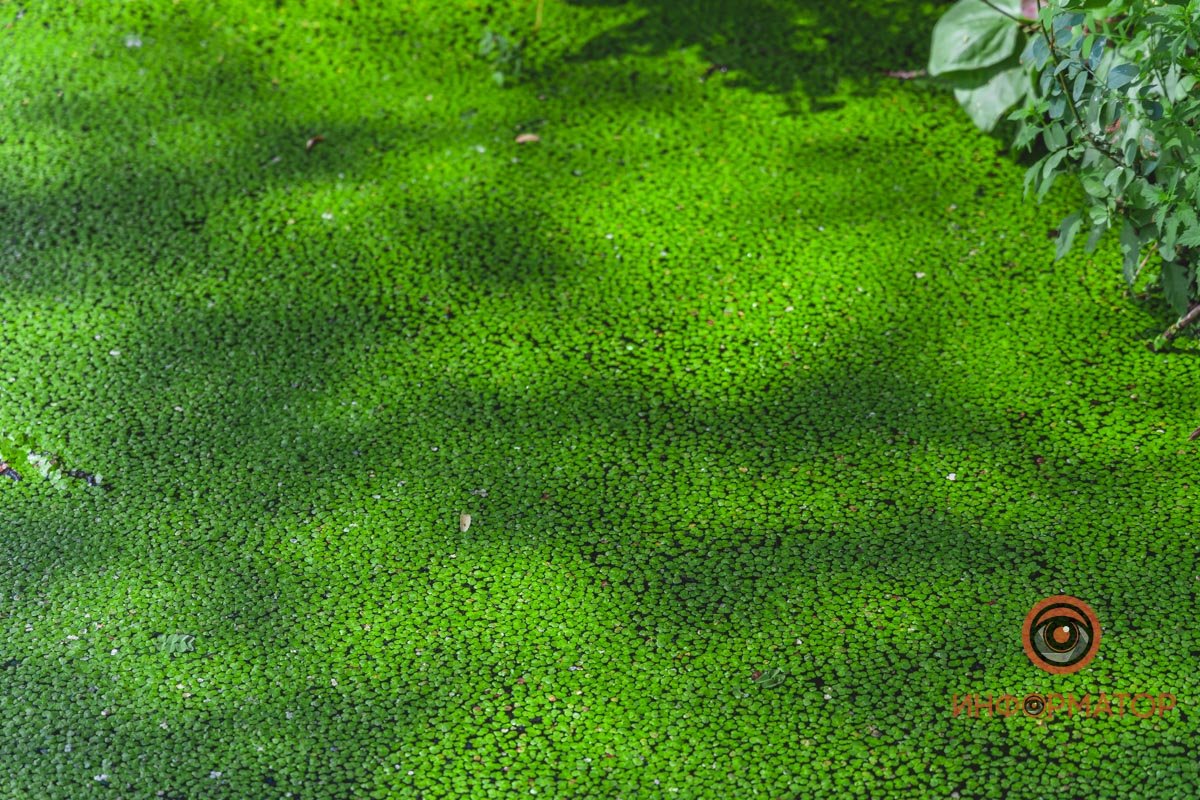 Не кувшинки, а кубышки: в Днепре зацвели редкие водяные растения 14