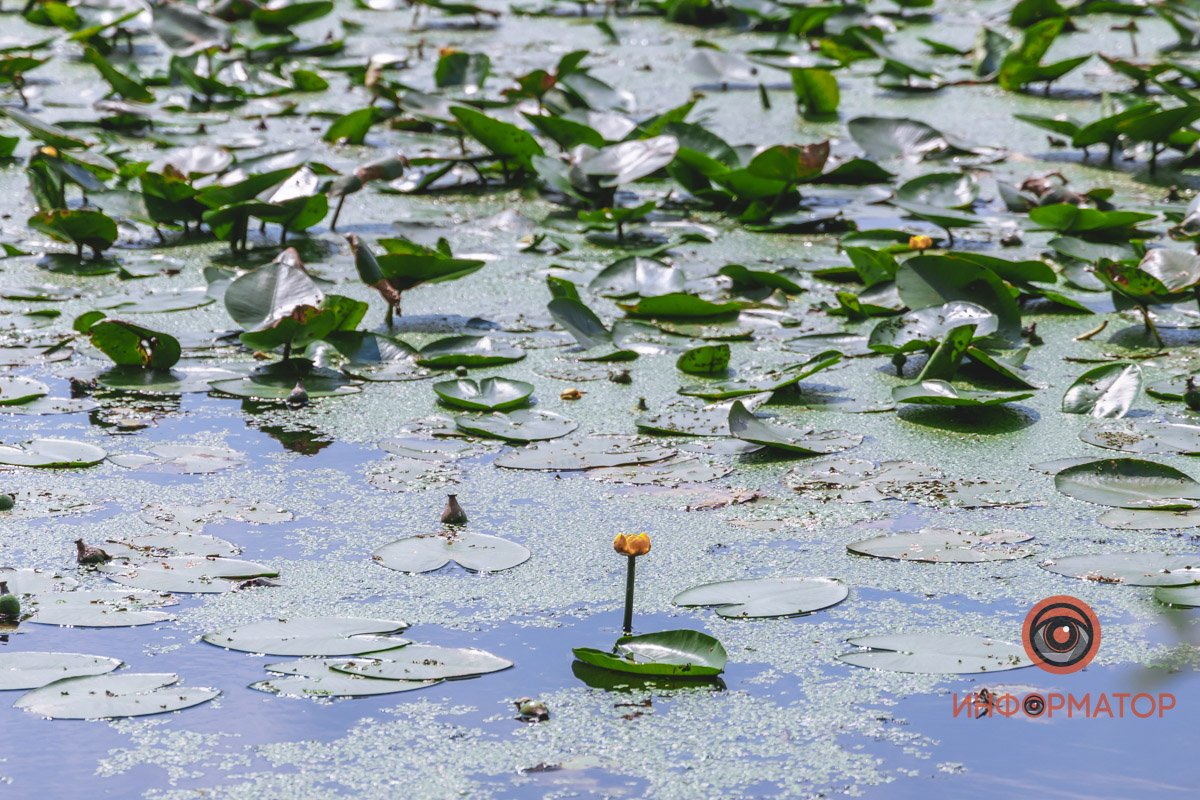 Не кувшинки, а кубышки: в Днепре зацвели редкие водяные растения 15
