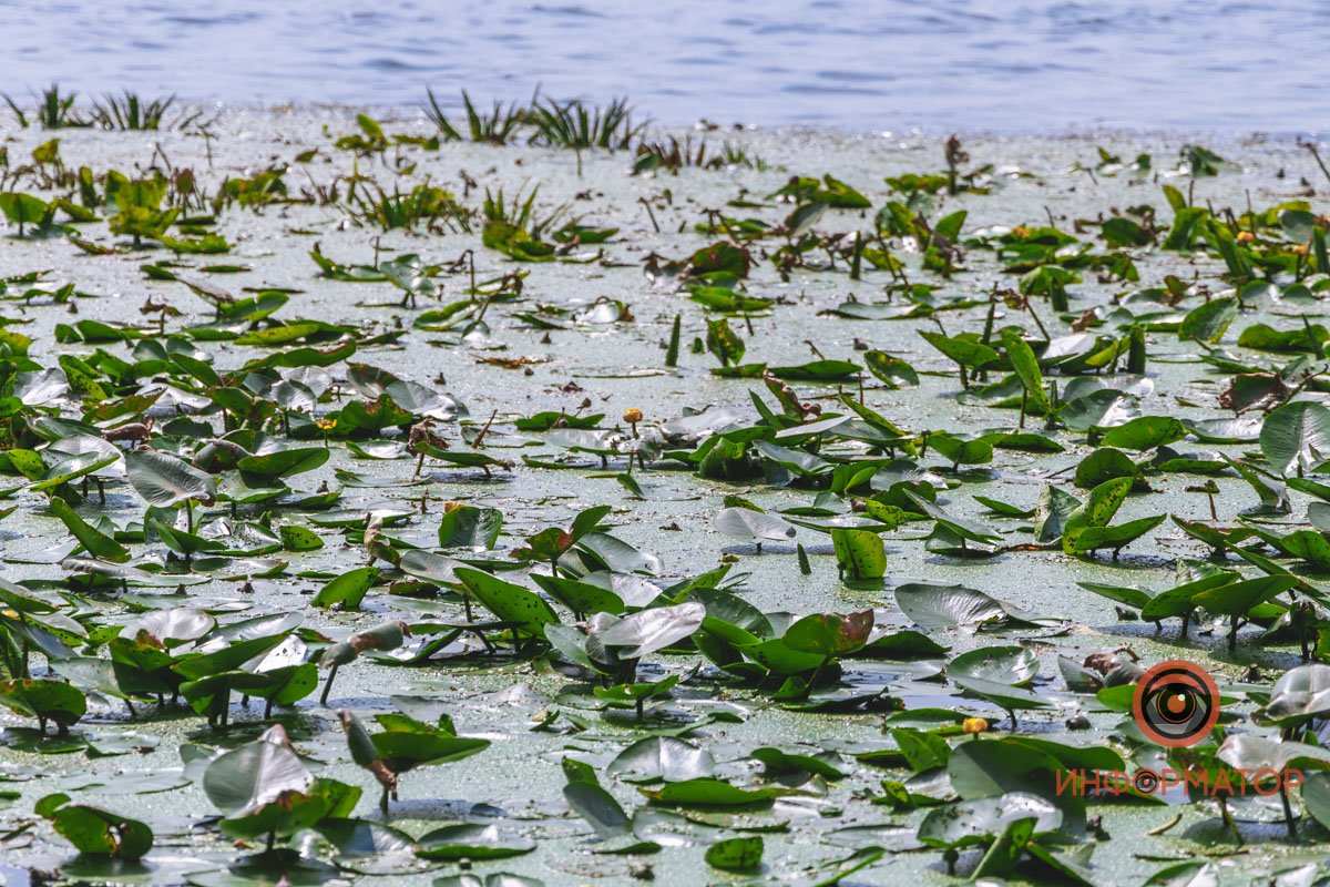 Не кувшинки, а кубышки: в Днепре зацвели редкие водяные растения 16