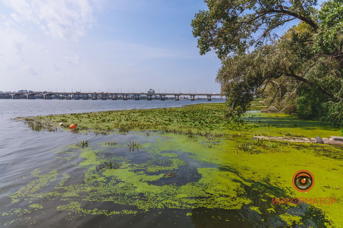 Не кувшинки, а кубышки: в Днепре зацвели редкие водяные растения 17