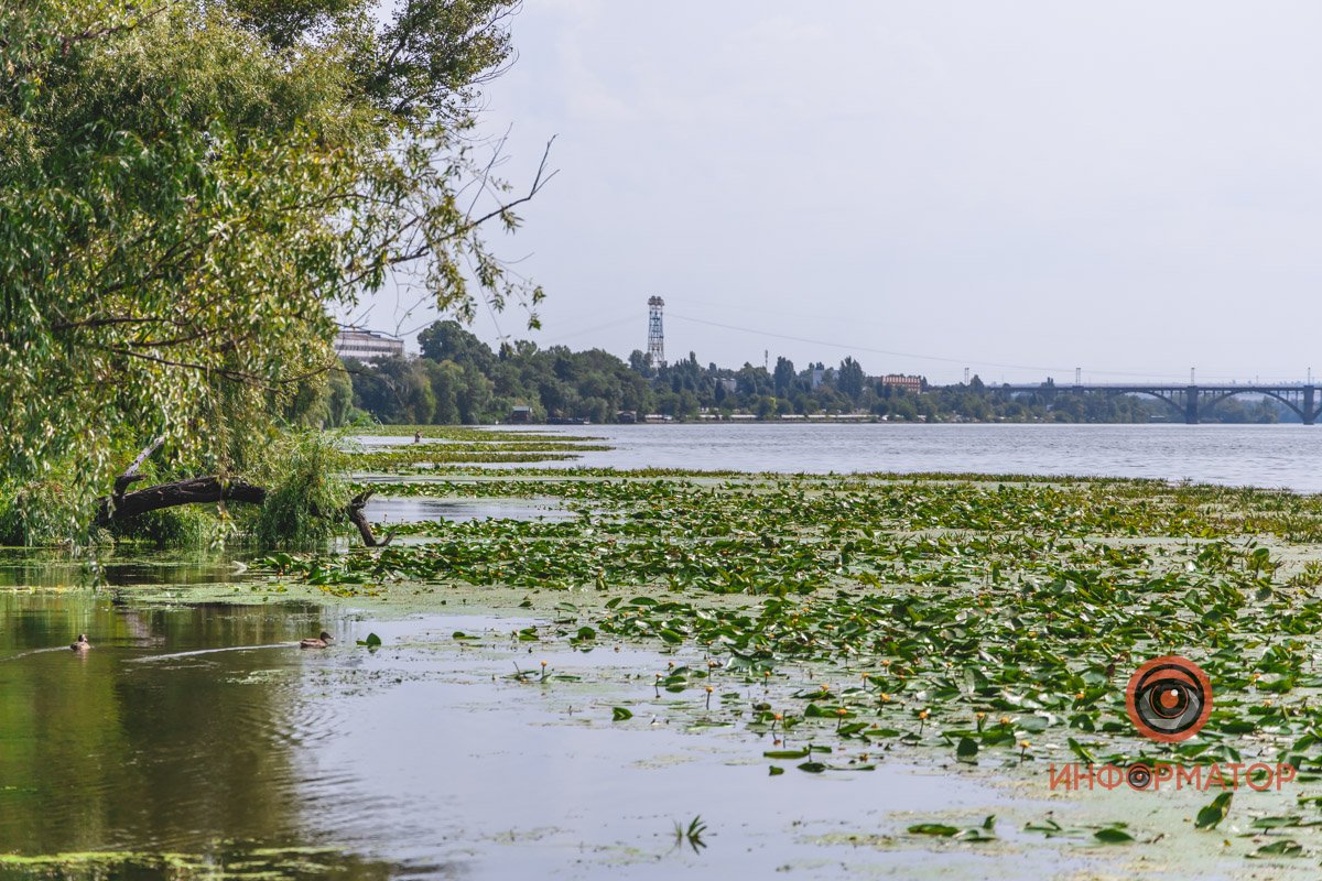 Не кувшинки, а кубышки: в Днепре зацвели редкие водяные растения 18