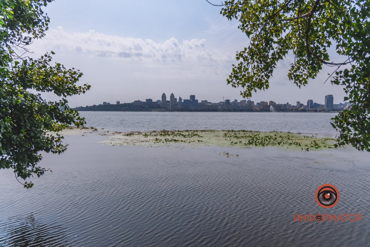 Не кувшинки, а кубышки: в Днепре зацвели редкие водяные растения 20