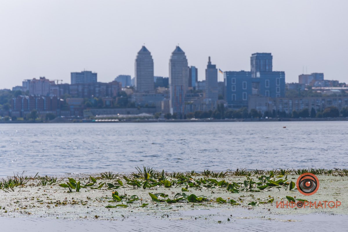Не кувшинки, а кубышки: в Днепре зацвели редкие водяные растения 21