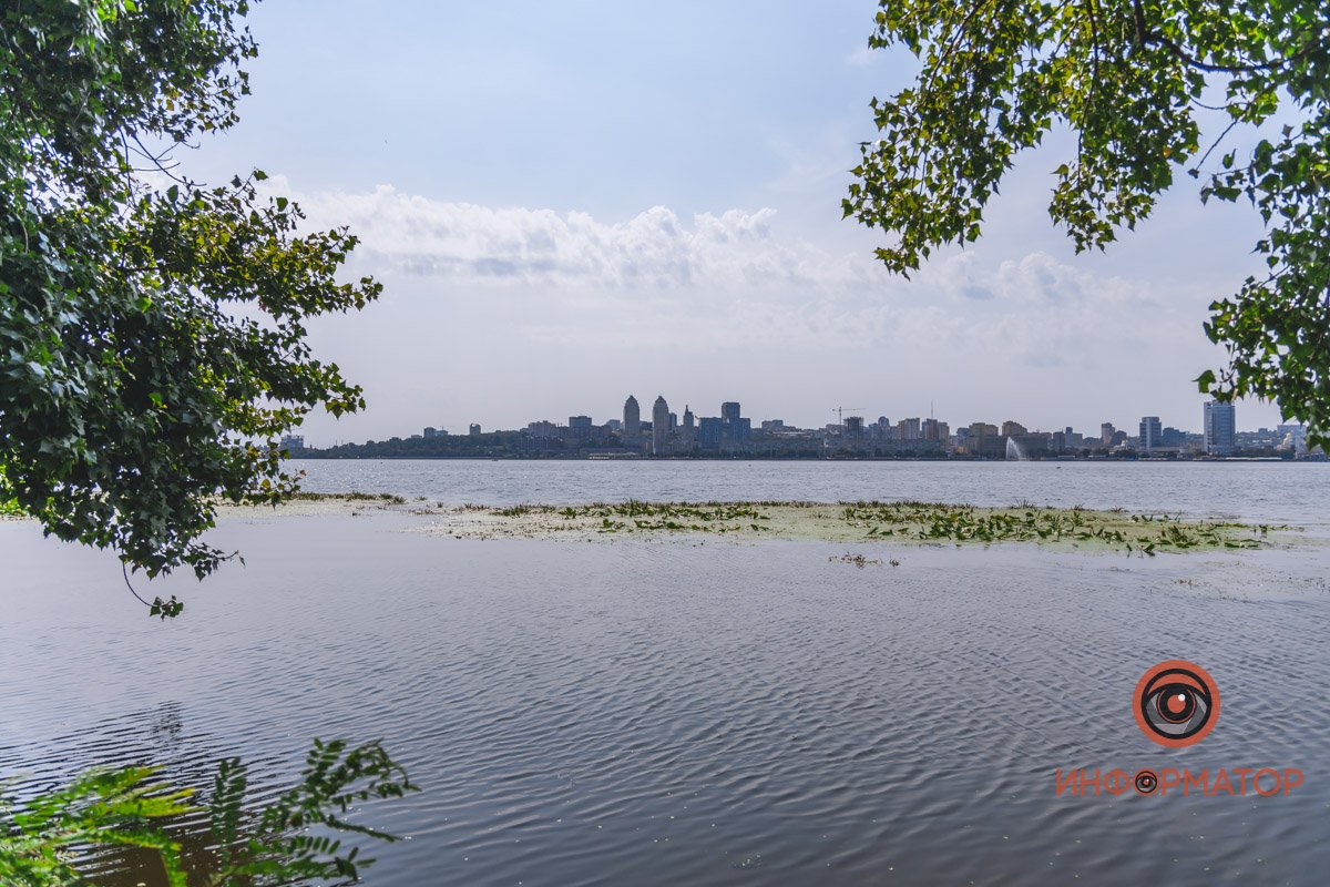 Не кувшинки, а кубышки: в Днепре зацвели редкие водяные растения 22