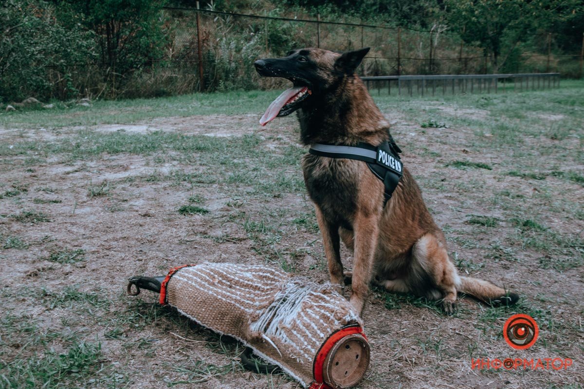 Пес по кличке "Бес" Пес по кличке "Бес"