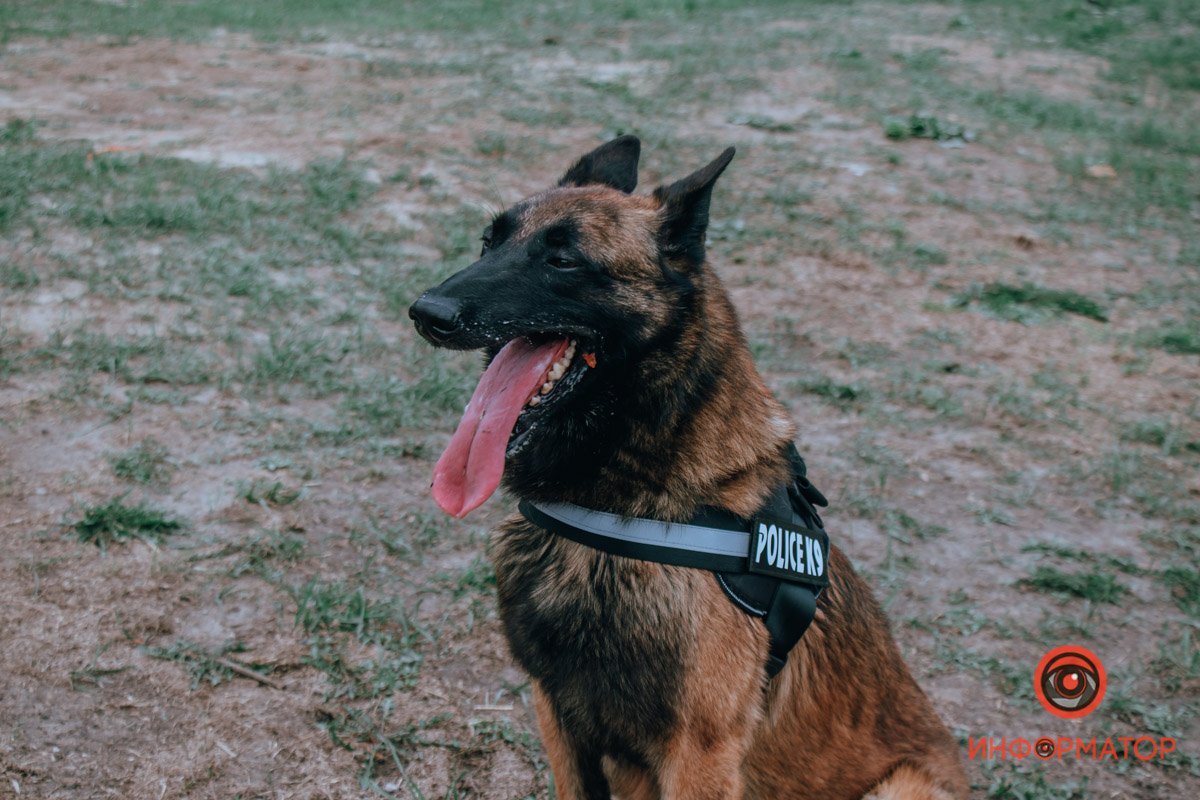 Служебная бельгийская овчарка Служебная бельгийская овчарка